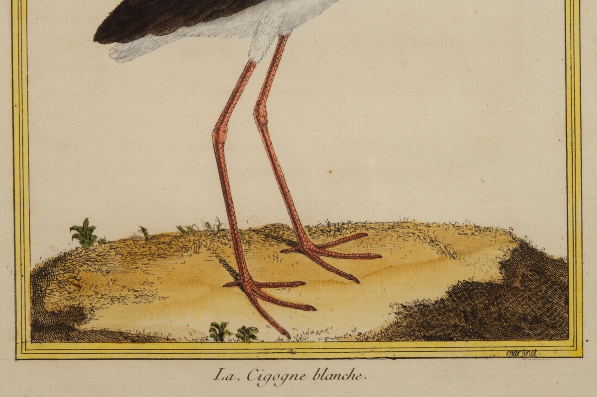 The White Stork, François-nicolas Martinet (1731 - C. 1800), Etching, France, 18th Century.-photo-4