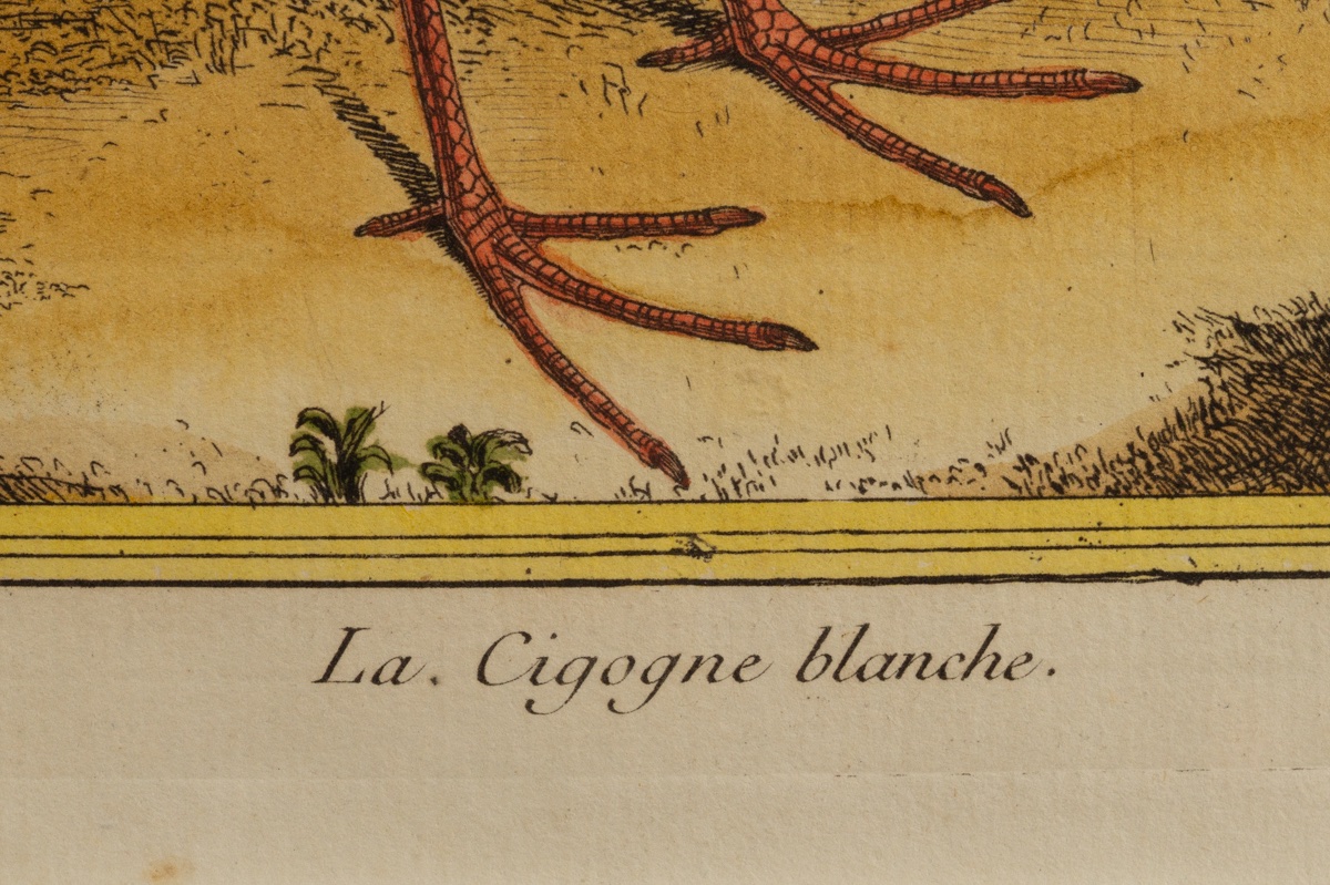 The White Stork, François-nicolas Martinet (1731 - C. 1800), Etching, France, 18th Century.-photo-5