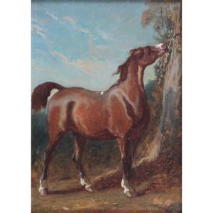 Portrait équestre (Cheval) - Ecole Française XIX ème