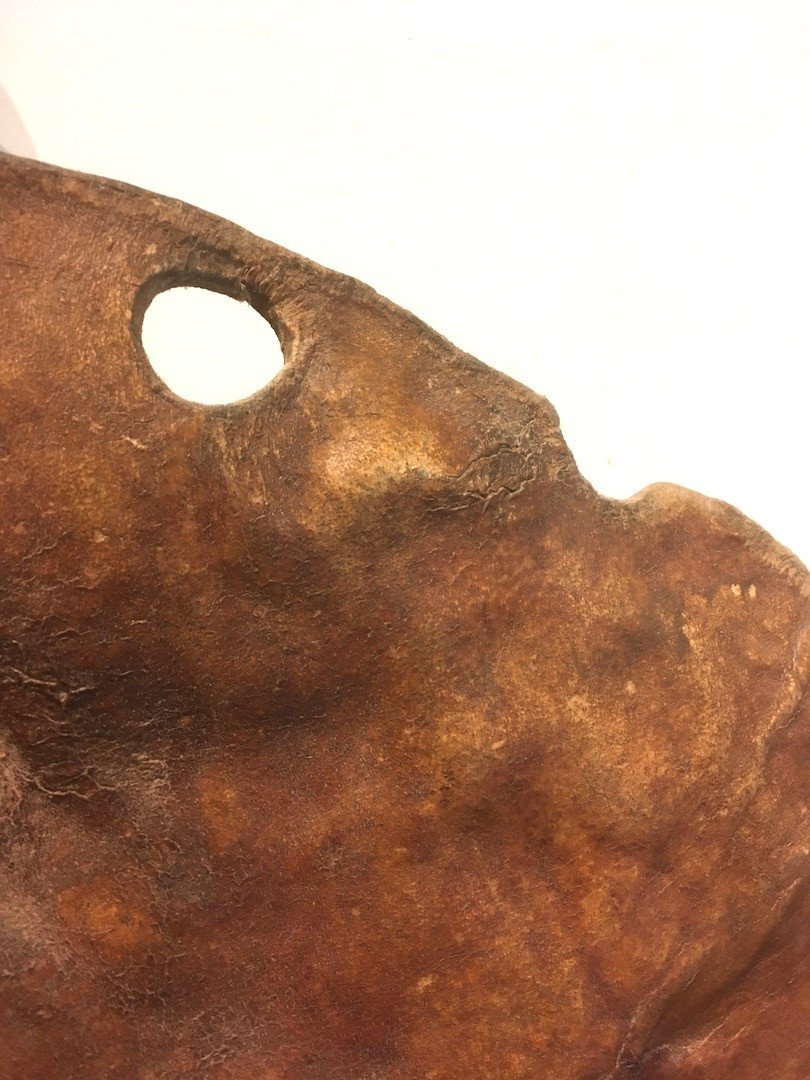 Large Bedja Skin Shield. Sudan Early 20th Century.-photo-3