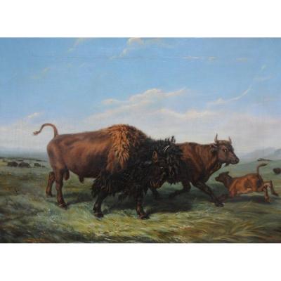 Bison In The American Plain