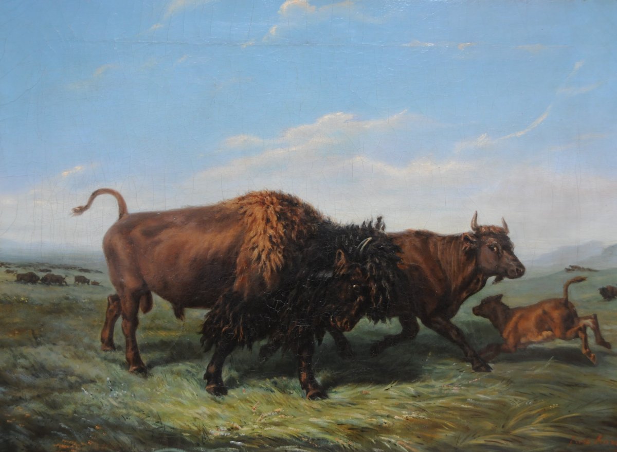 Bison In The American Plain