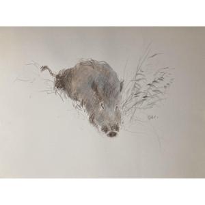 Patrice Bac, Wild Boar, 1998