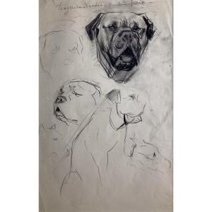 René Hérisson, Study Of A Bulldog