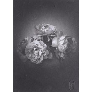 Pierre Brochet, Old Roses, Charcoal Print