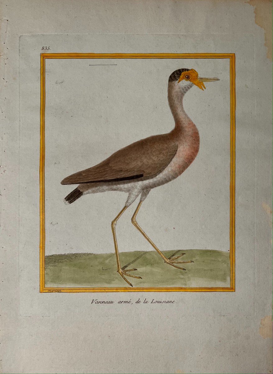 Engraving By François Nicolas Martinet: Louisiana Armed Lapwing