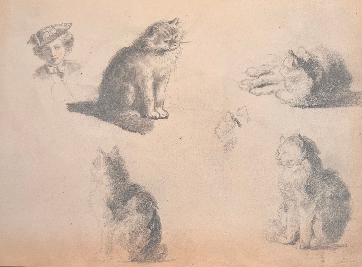 XIXth Drawing: Study Of Cats