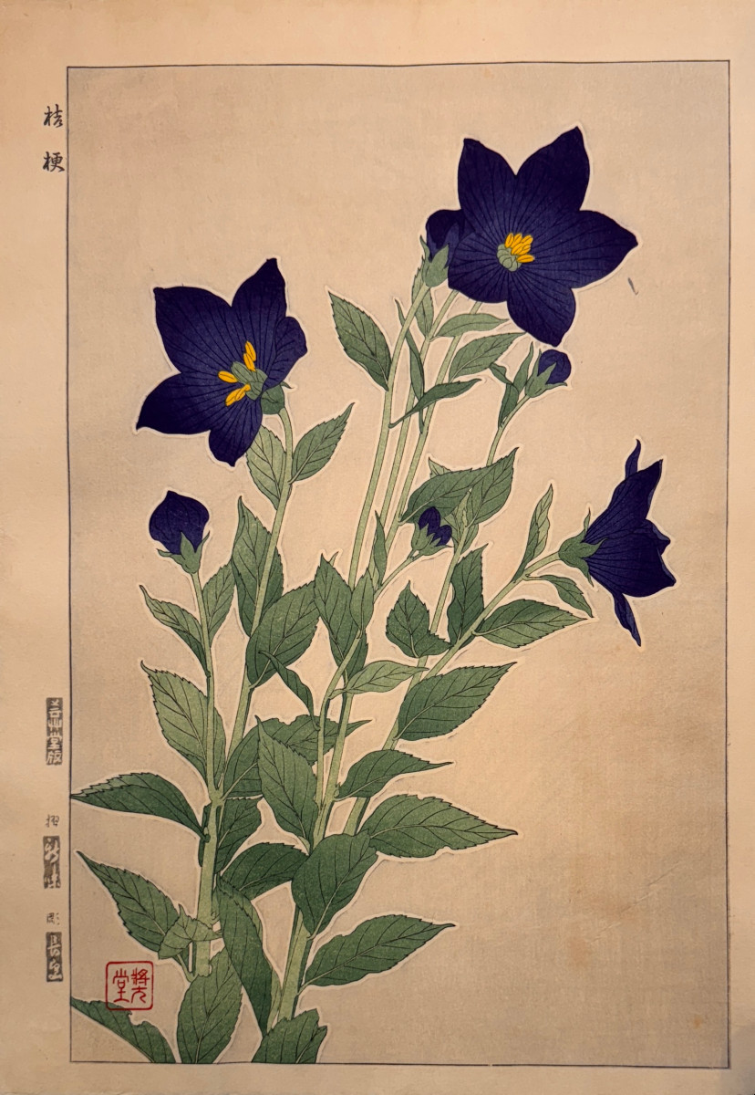 Japanese Print By Shodo: September, Campanula Or Kikyo