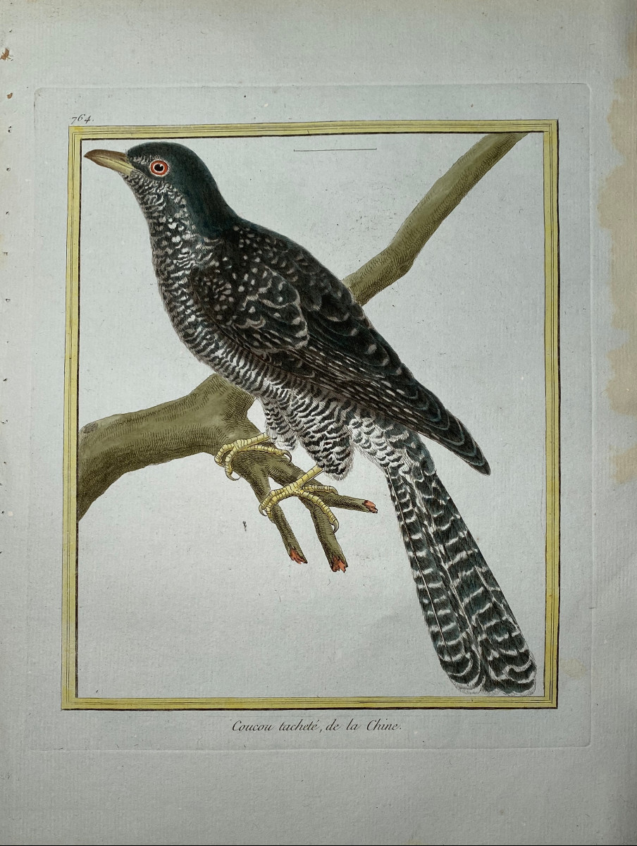 18th-century Color Etching By Martinet: Spotted Chinese Cuckoo