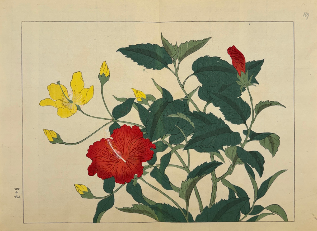 Japanese Print By Tessai: Shiki No Hana, Chinese Hibiscus, Arbustive Millepertuis