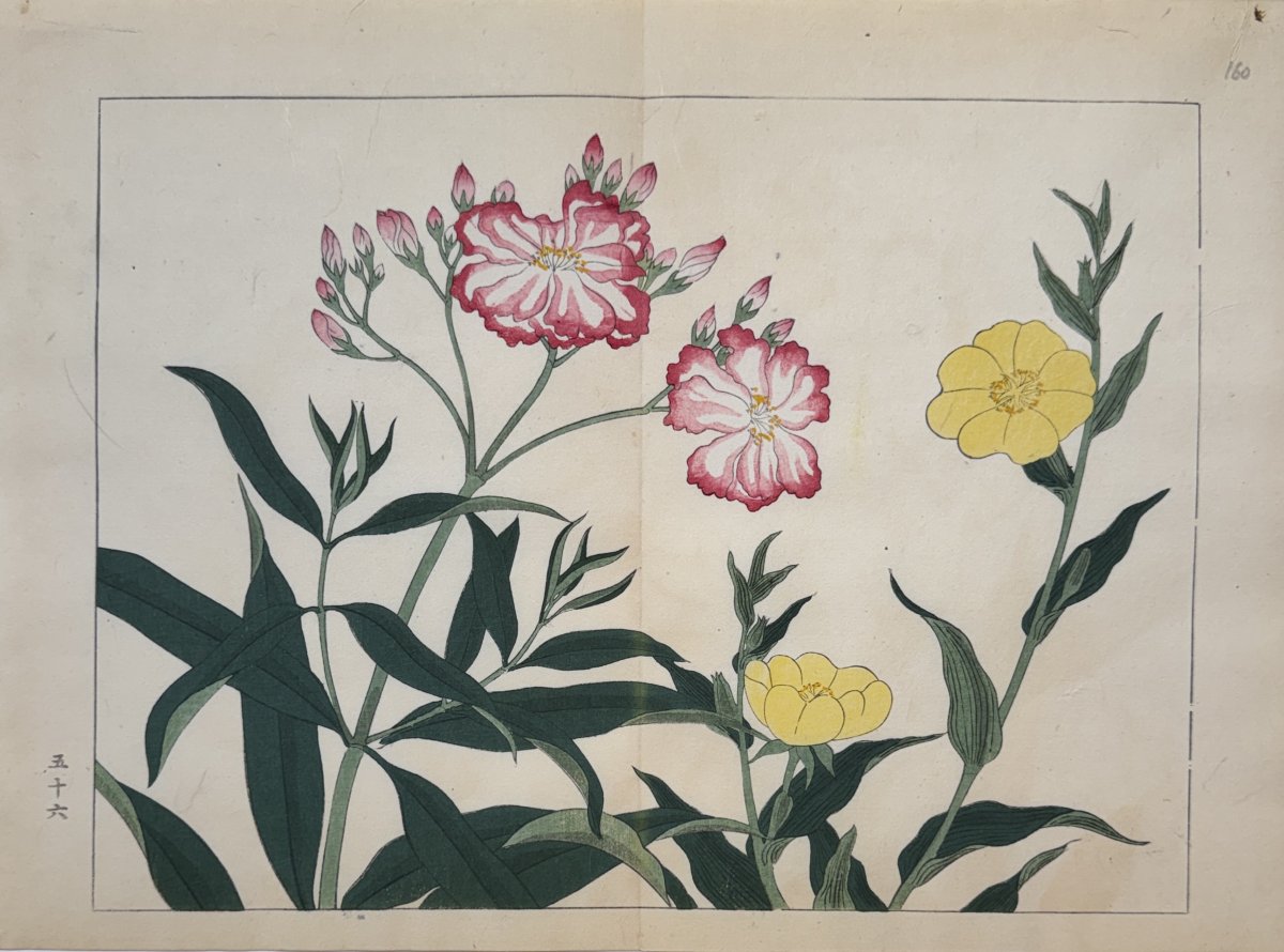Japanese Print By Tessai: Shiki No Hana, Double Rose Laurel, Onager