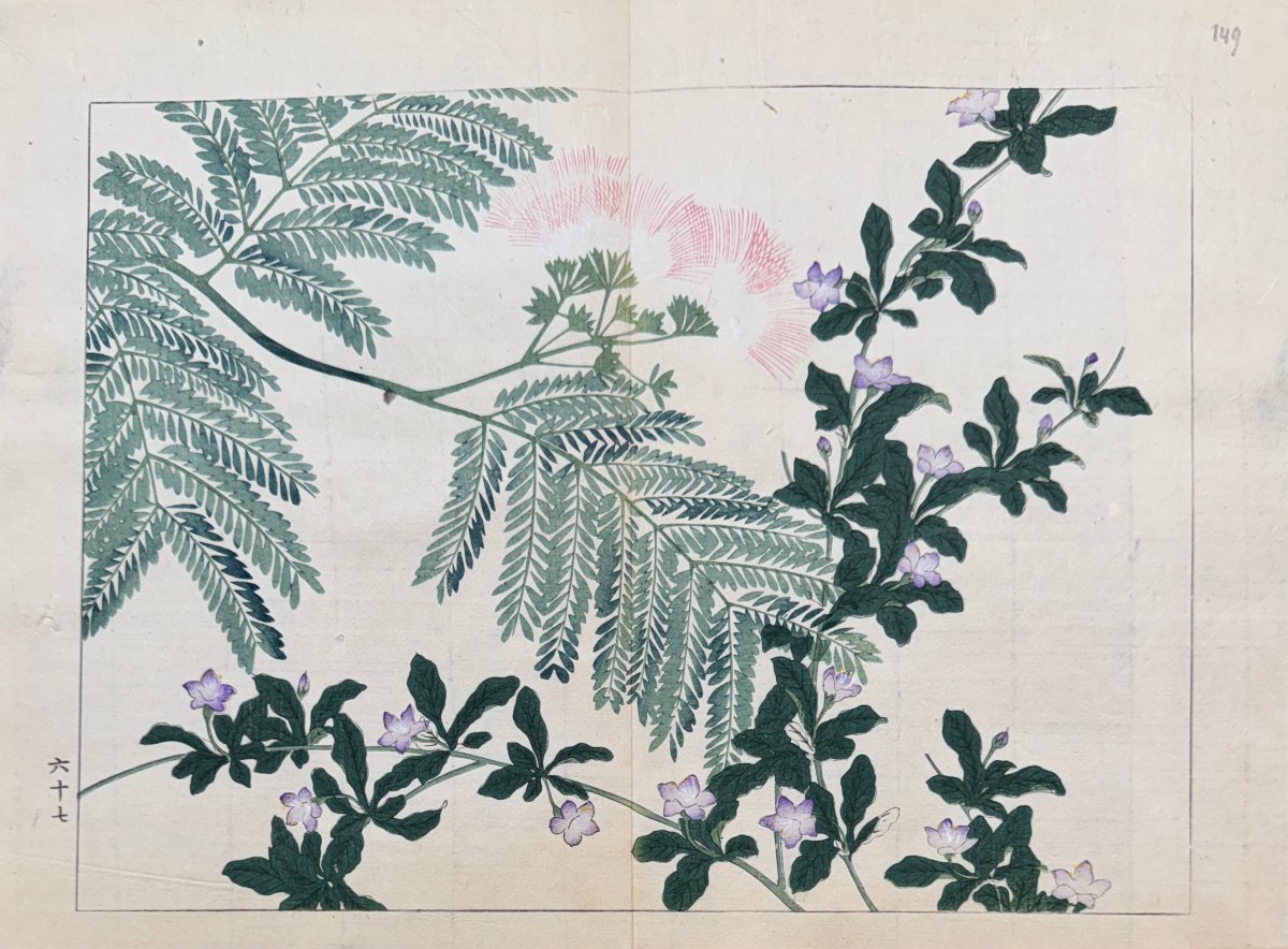Japanese Print By Tessai: Shiki No Hana, Silk Tree Or Constantinople Acacia, Jasmine