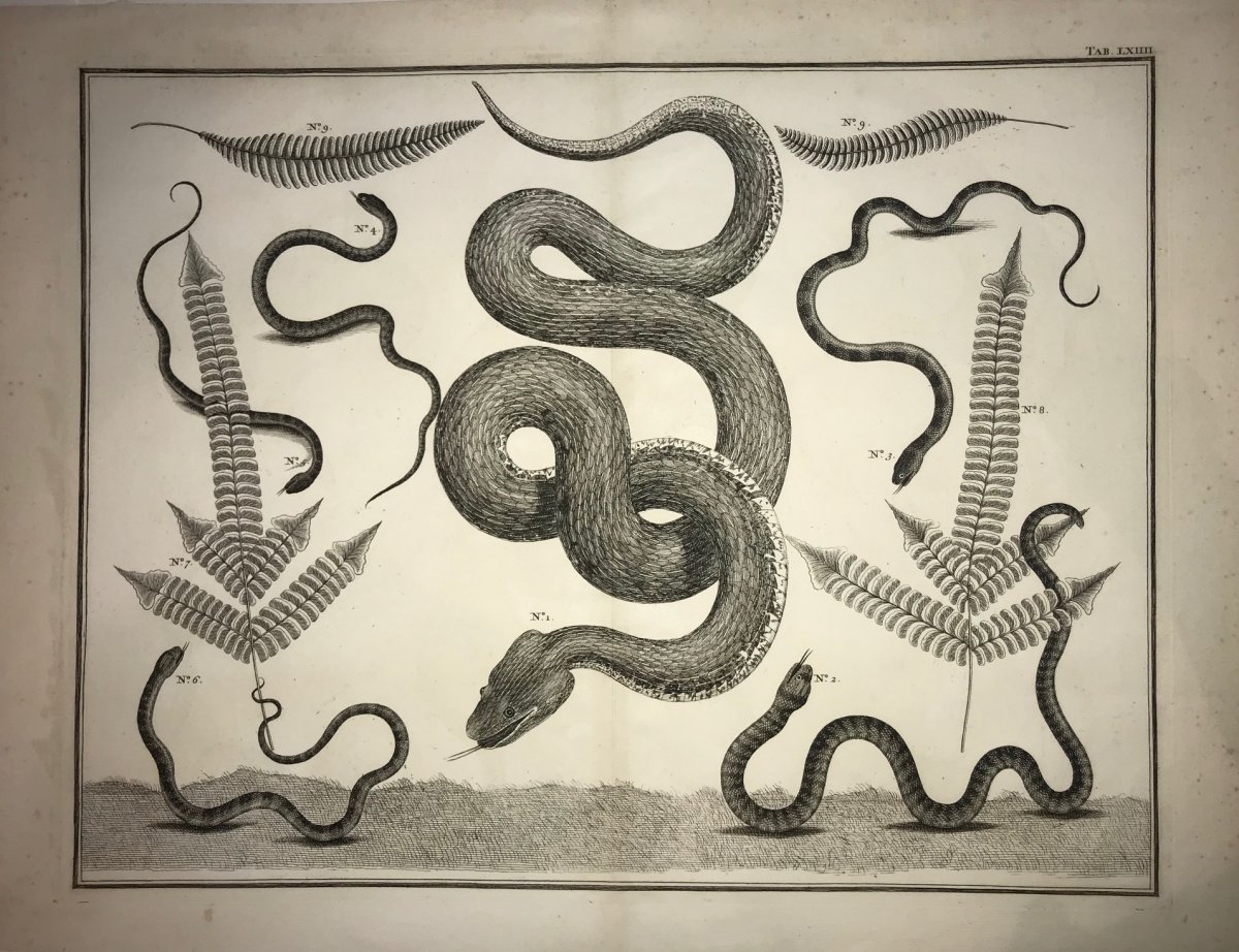 Gravure De Serpents Du Locupletissimi Rerum Naturalium Thesaurus d'Après Albert Seba -photo-2