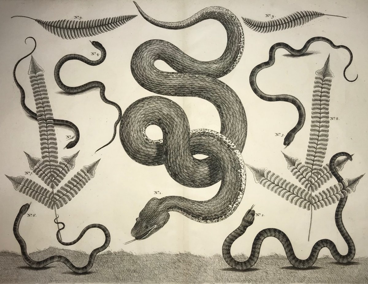 Gravure De Serpents Du Locupletissimi Rerum Naturalium Thesaurus d'Après Albert Seba 