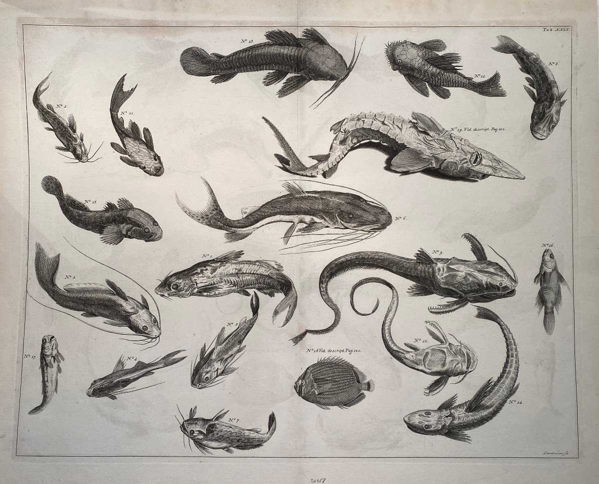 18th Century Engraving Of Fishes From The Locupletissimi Rerum Naturalium Thesaurus After Albert Seba