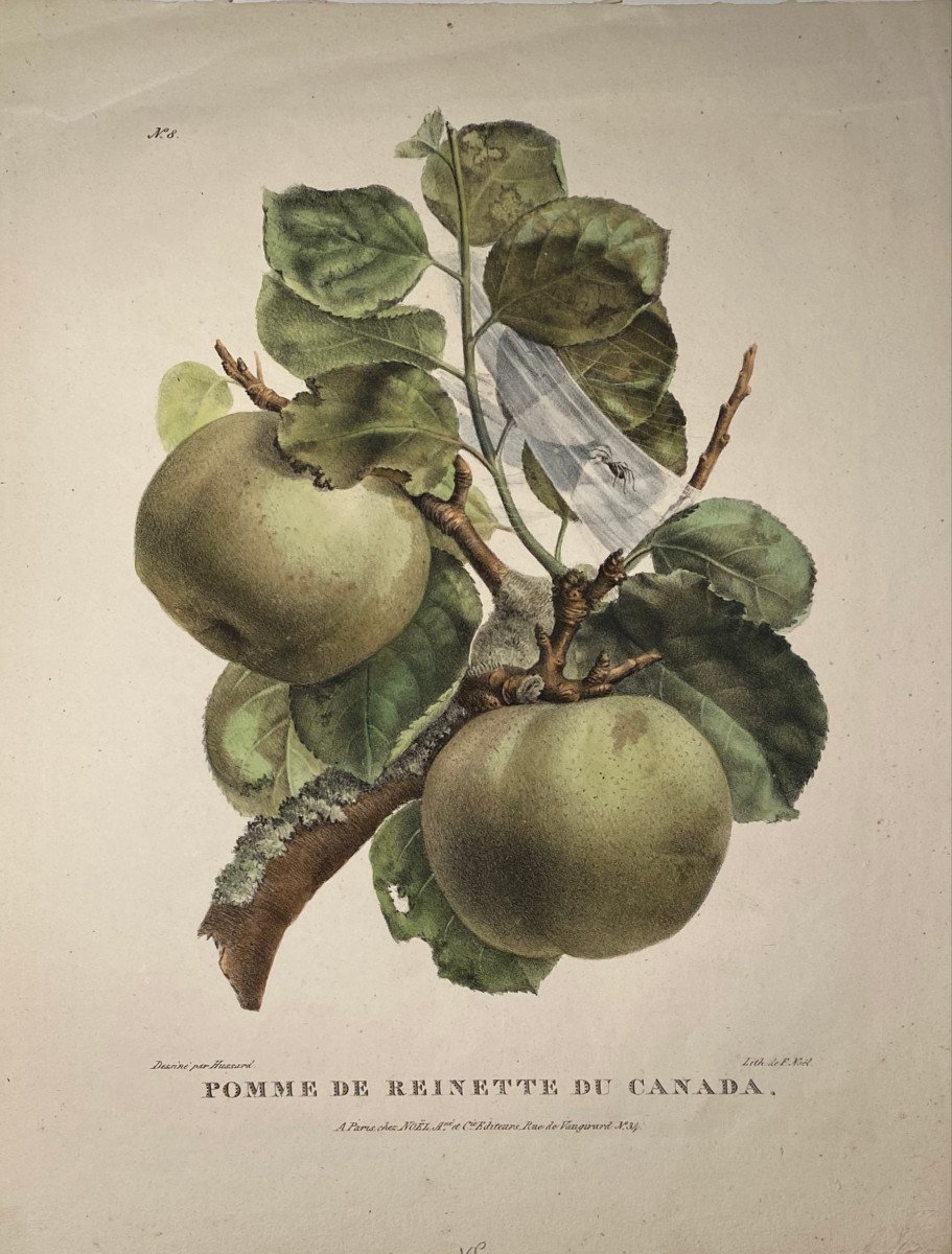 Lithographie XIX è De Léon Noël : Pomme De Reinette Du Canada