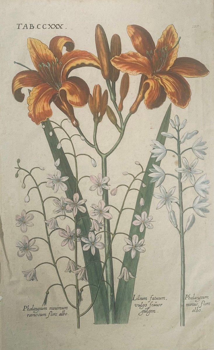 Early 18th Century Etching Of Botany: Phalangium And Lilium