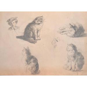 XIXth Drawing: Study Of Cats