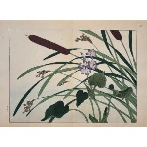 Estampe japonaise de Tessai : SHIKI NO HANA, TYPHA, MURDANNIA KEISAK, SAGITTARIA TRIFOLIA