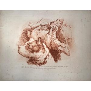 XVIIth IIIrd Engraving In La Sanguine: Animal Study Book By Demarteau