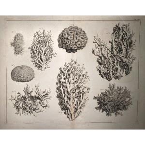 18th Century Engraving Of Corals From The Locupletissimi Rerum Naturalium Thesaurus After Albert Seba