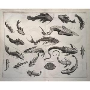 18th Century Engraving Of Fishes From The Locupletissimi Rerum Naturalium Thesaurus After Albert Seba