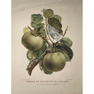 XIXth Lithography By Léon Noël: Pippin Apple From Canada