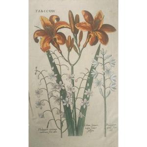 Early 18th Century Etching Of Botany: Phalangium And Lilium