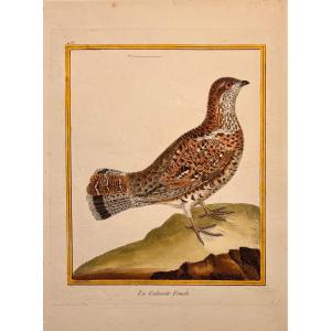 Engraving By François Nicolas Martinet: The Female Grouse