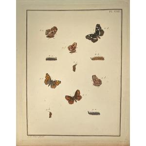 Gravure XVIIIè De Papillons