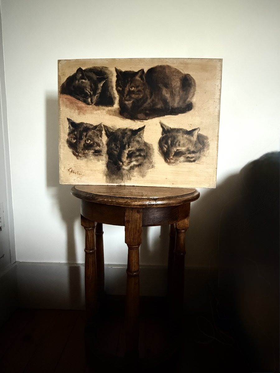 Victor Abeloos - Etude de chats-photo-3