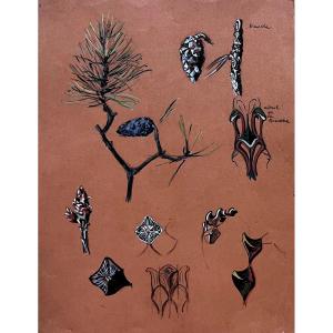Pierre Agnès - Studies Of Pine Cones - Pencil And Gouache - Circa 1913 - Art Deco