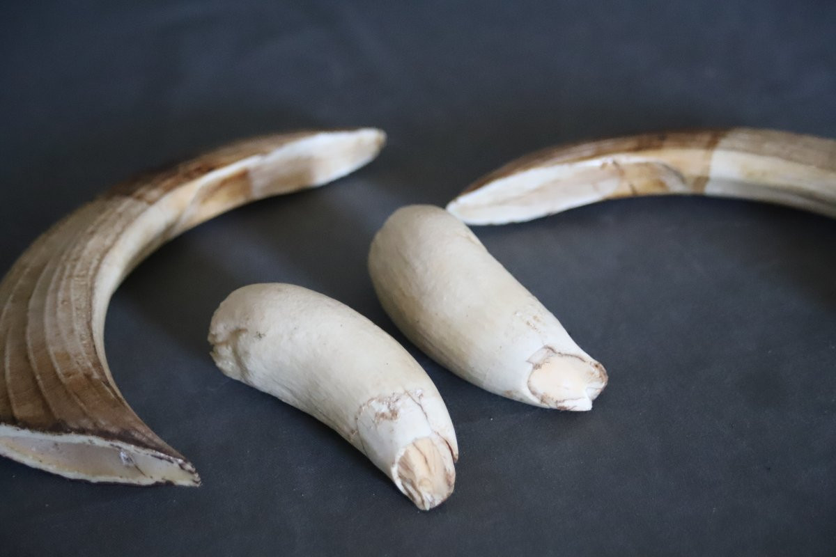 Trophée de dents d'hippopotame-photo-4