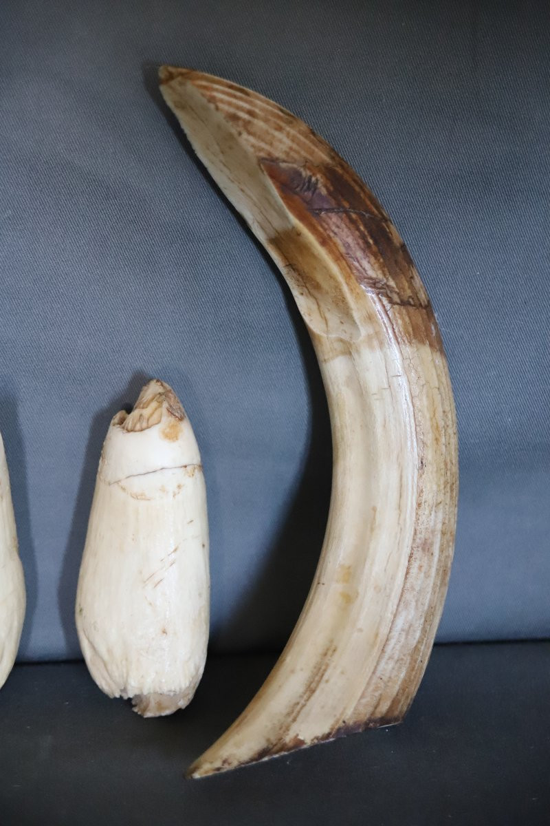 Trophée de dents d'hippopotame-photo-1