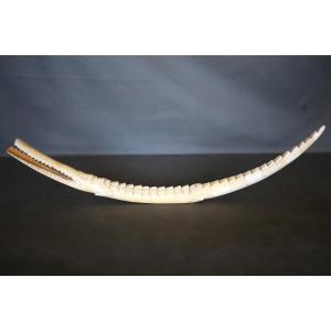 Sculpture de crocodile en ivoire - Travail Africain, 1ère moitié du 20ème siècle