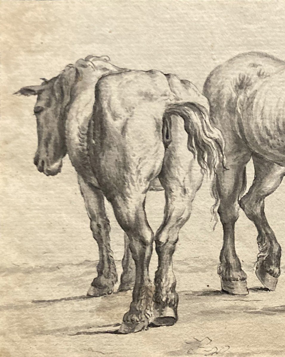 Flemish School 18th Century "two Horses" Pen Drawing And Gray Wash-photo-2