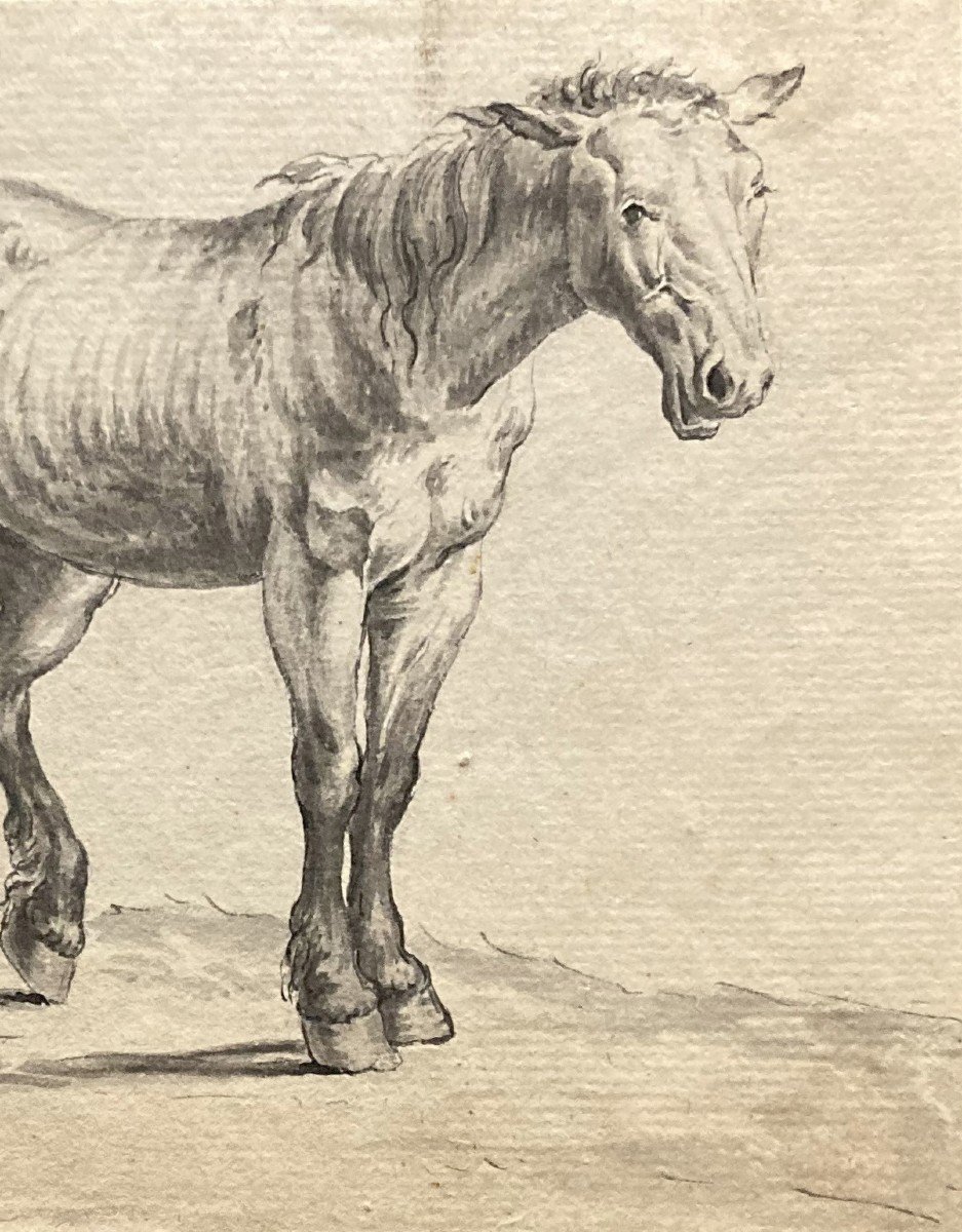 Flemish School 18th Century "two Horses" Pen Drawing And Gray Wash-photo-3