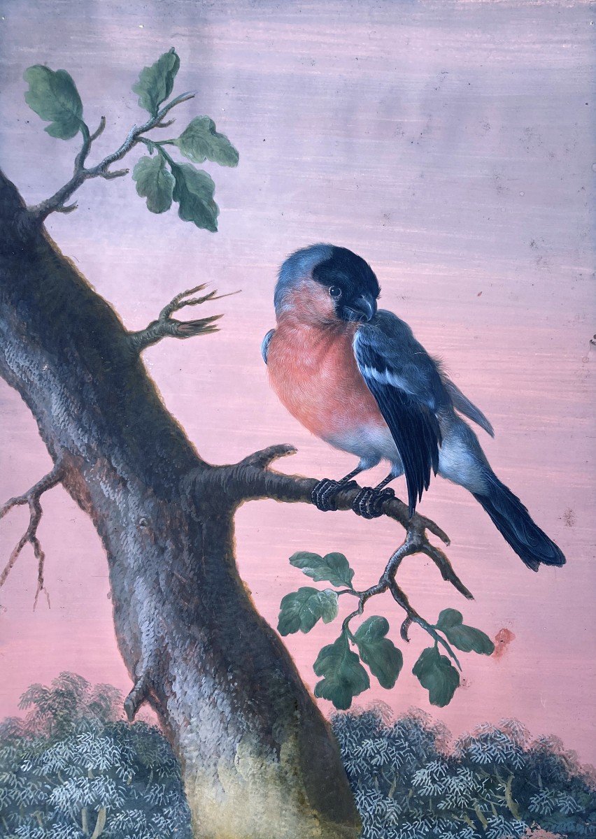 AGRICOLA Christoph Ludwig (1667-1719) Ec. Allemande "Oiseaux sur branche" 2 Gouaches,Cadres 18e-photo-3