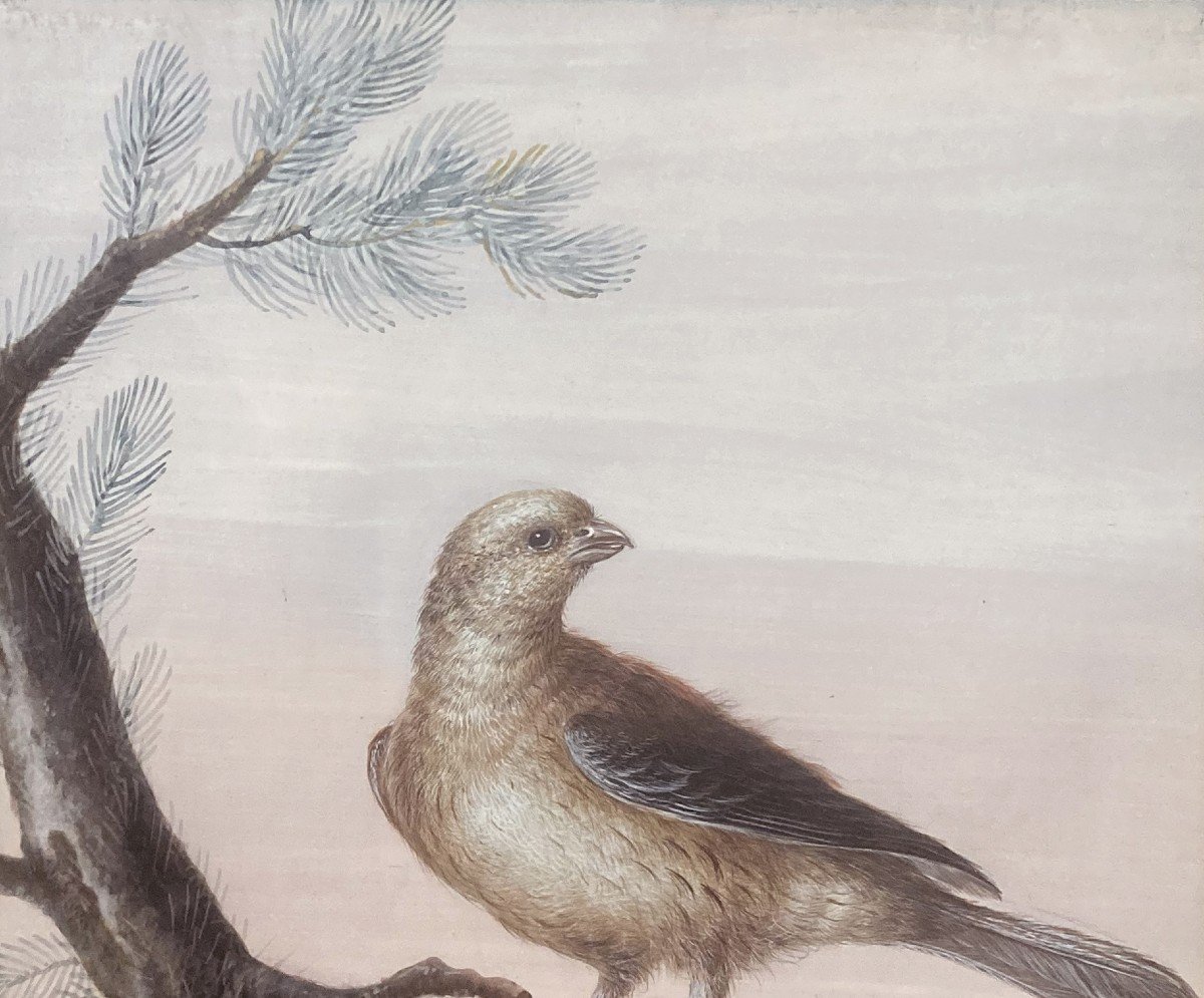 Agricola Christoph Ludwig (1667-1719) "bird On A Branch" Gouache On Vellum, 19th Century Frame-photo-3