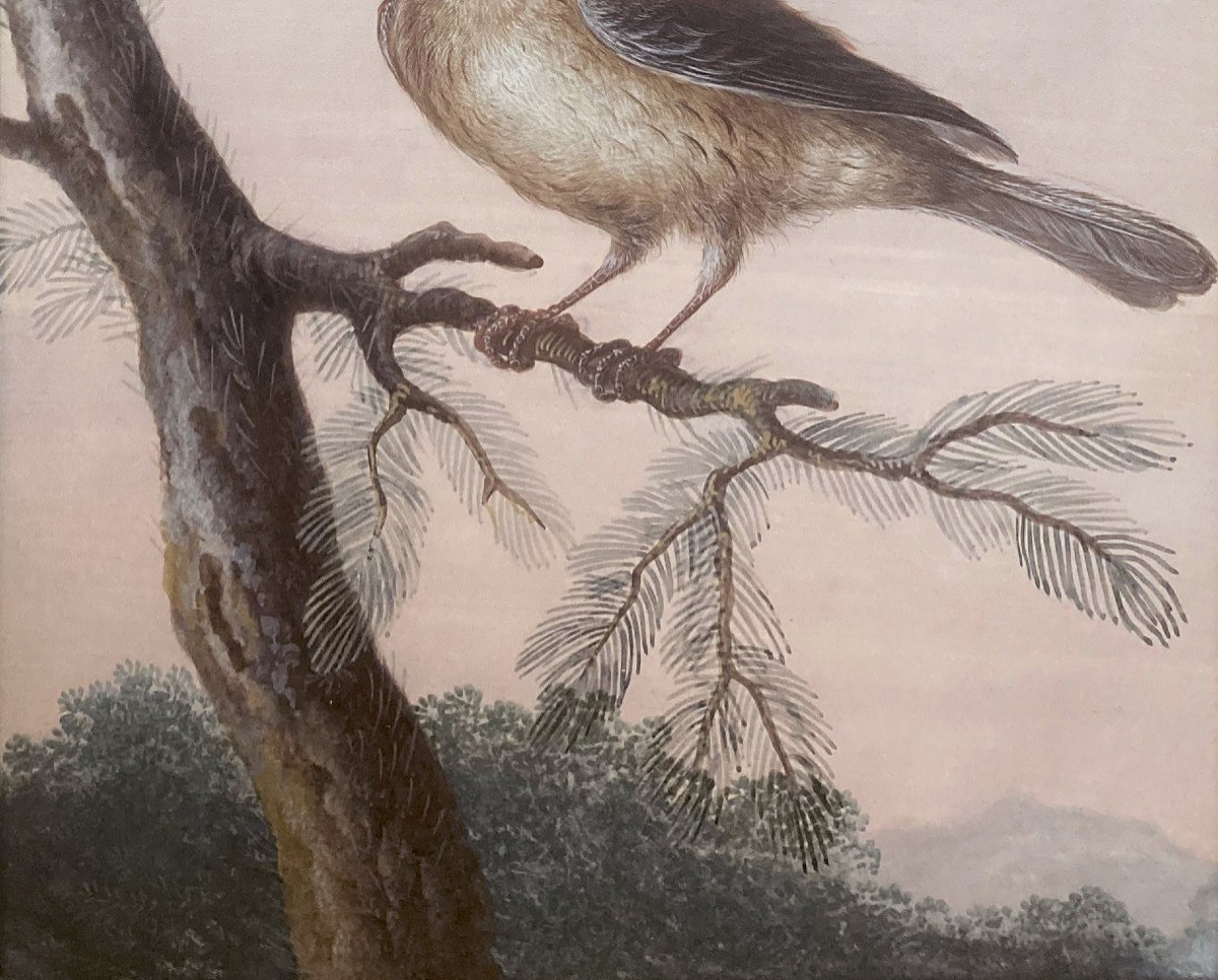Agricola Christoph Ludwig (1667-1719) "bird On A Branch" Gouache On Vellum, 19th Century Frame-photo-4
