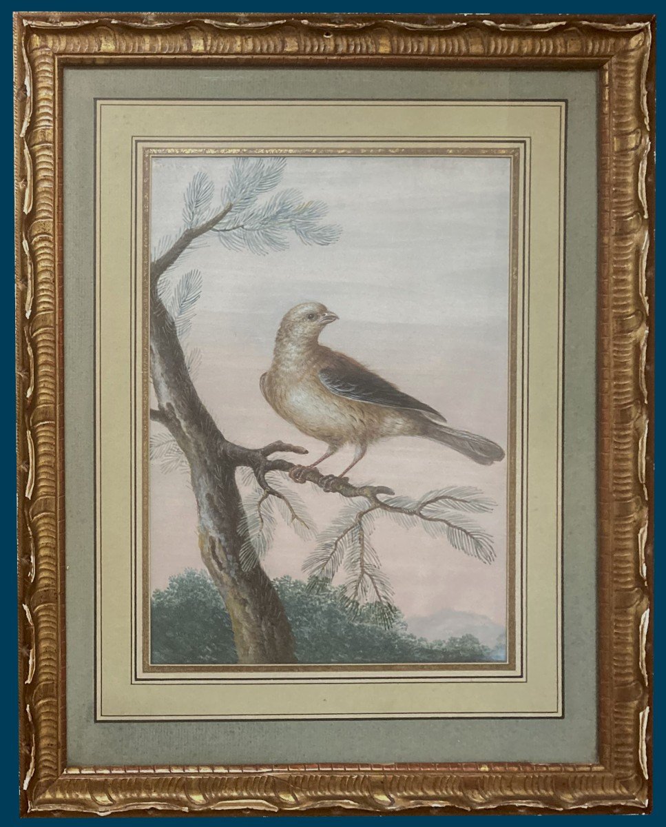 Agricola Christoph Ludwig (1667-1719) "bird On A Branch" Gouache On Vellum, 19th Century Frame
