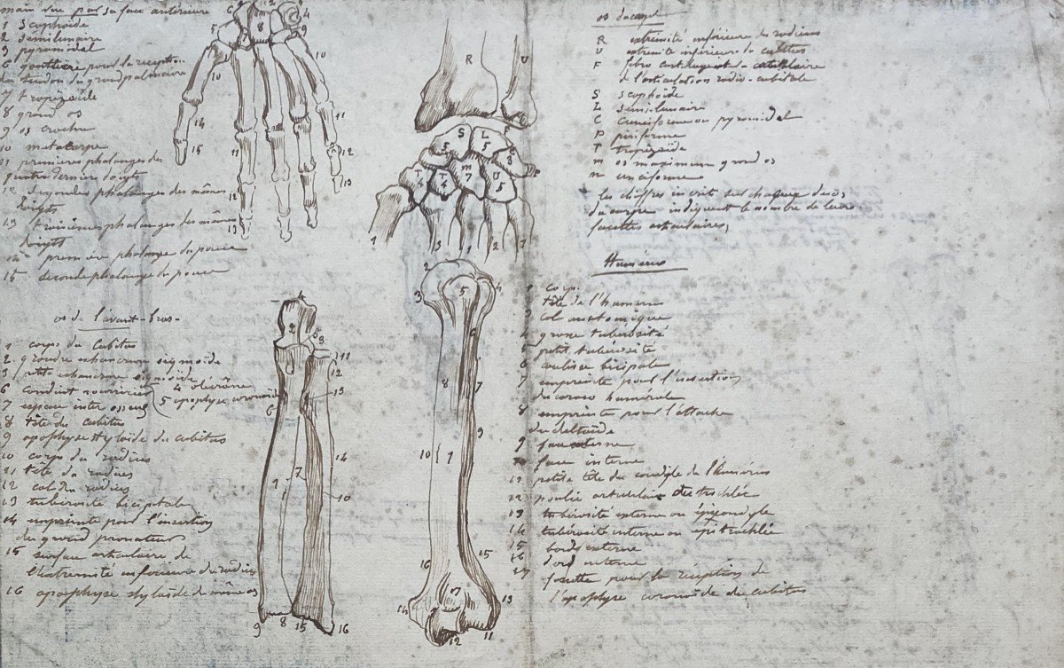 ECOLE FRANCAISE FIN DU 18E-DEBUT DU 19E SIECLE "Etudes anatomiques" Dessin à la plume-photo-2