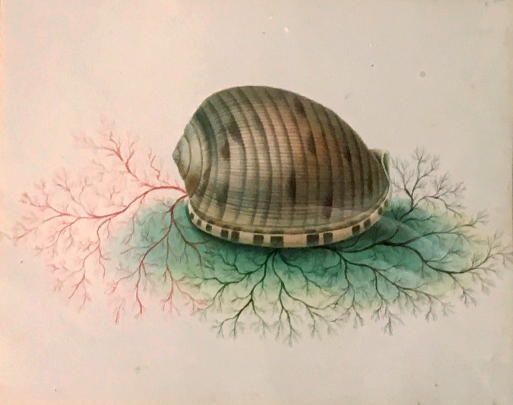 French School 19th Century-circa 1830 "shells" 2 Watercolors In 1 Same Montage, Late 18th Century Frame-photo-3