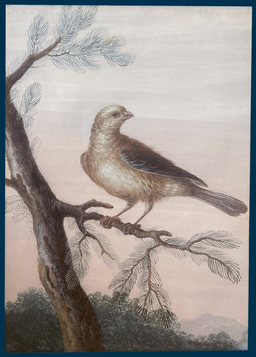 AGRICOLA Christoph Ludwig (1667-1719) "Oiseau sur une branche" Gouache sur vélin, Cadre du 19e