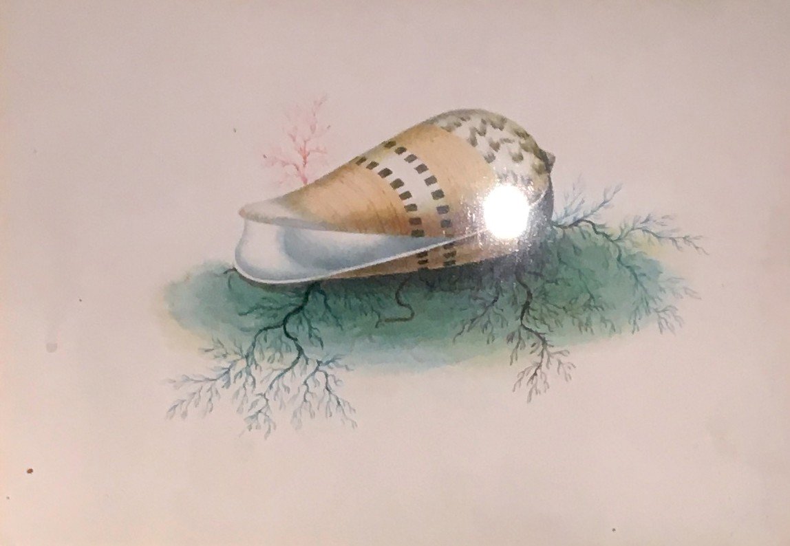 French School Circa 1830 "seashells" 2 Watercolors In 1 Same Montage, 18th Century Frame-photo-2