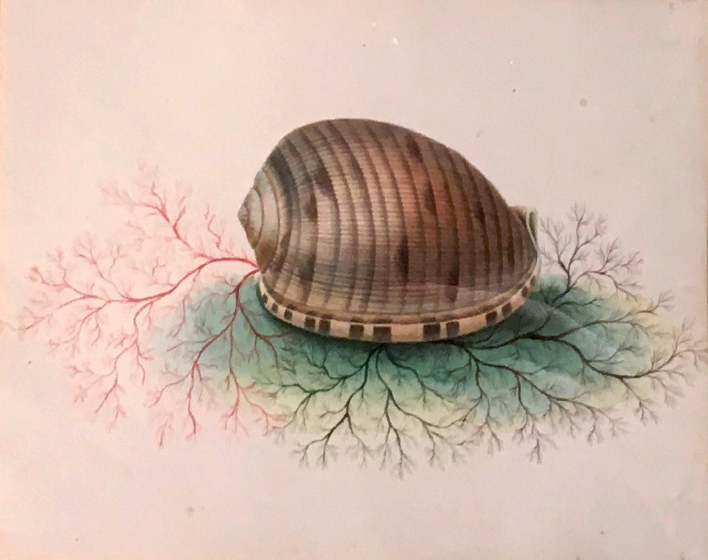 French School Circa 1830 "seashells" 2 Watercolors In 1 Same Montage, 18th Century Frame-photo-3