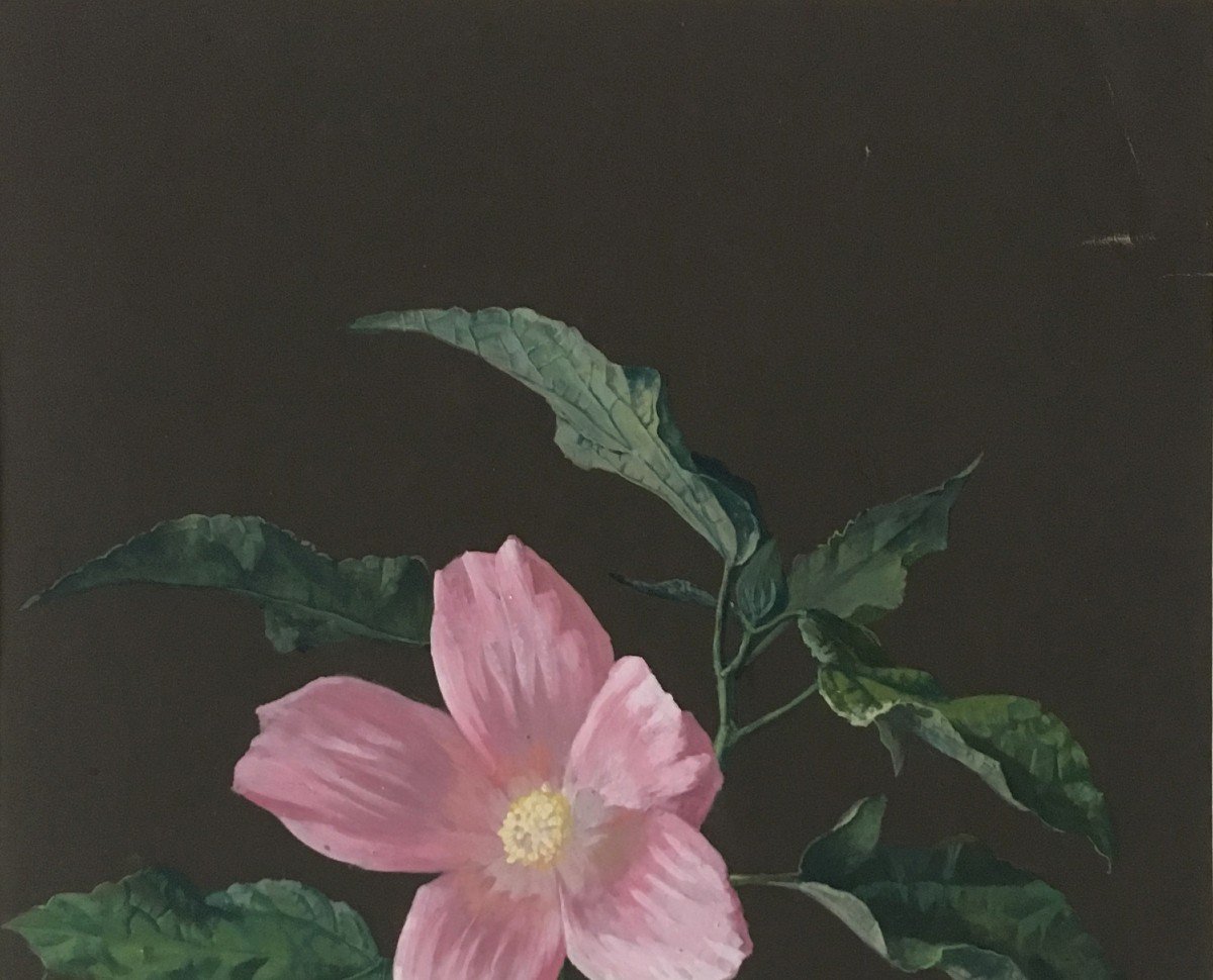 French School Early 19th Century "flower" Drawing In Gouache On Prepared Paper-photo-2