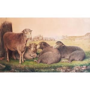 Calame Alexandre (1810-1864) "flock Of Sheep" Watercolor, Signed