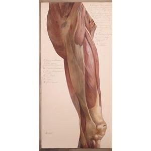 French School 1863 "anatomical Study-leg And Buttocks" Drawing/watercolor, Gouache, Ink, Dated