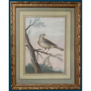 Agricola Christoph Ludwig (1667-1719) "bird On A Branch" Gouache On Vellum, 19th Century Frame